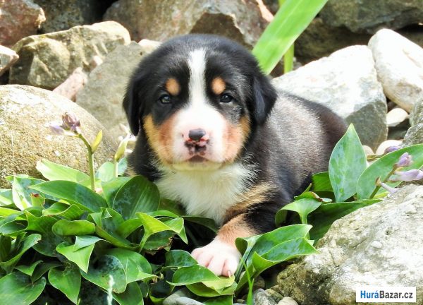 detailní fotografie