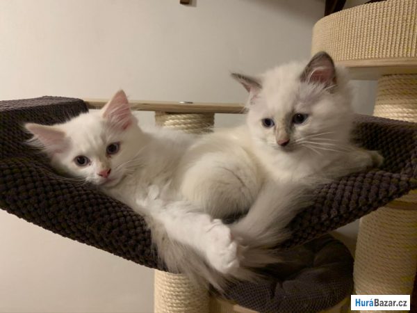 detailní fotografie