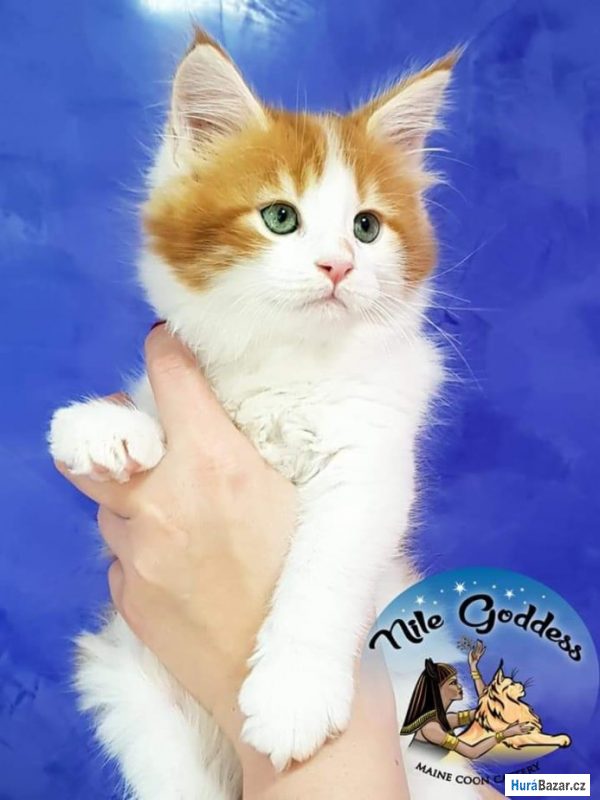 detailní fotografie