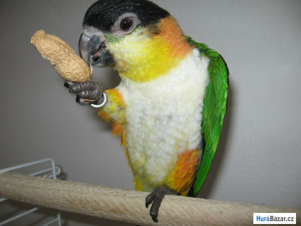 detailní fotografie