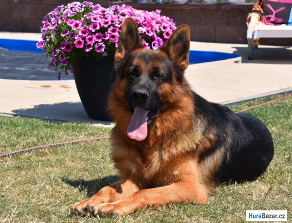 detailní fotografie