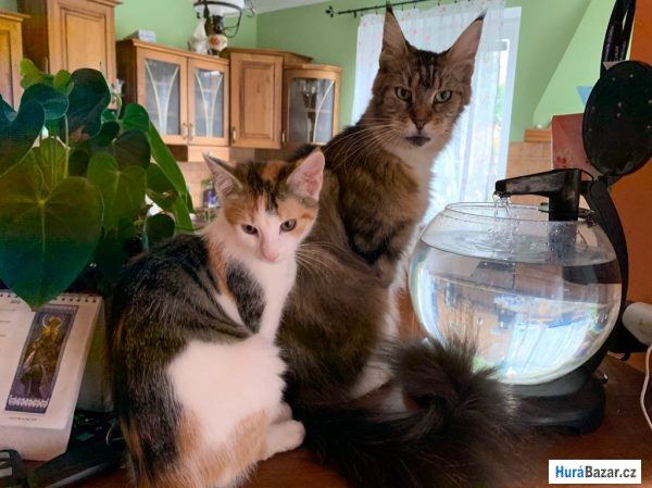 detailní fotografie