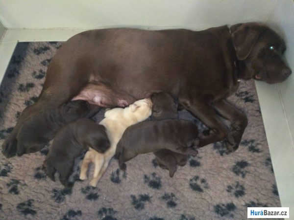 detailní fotografie