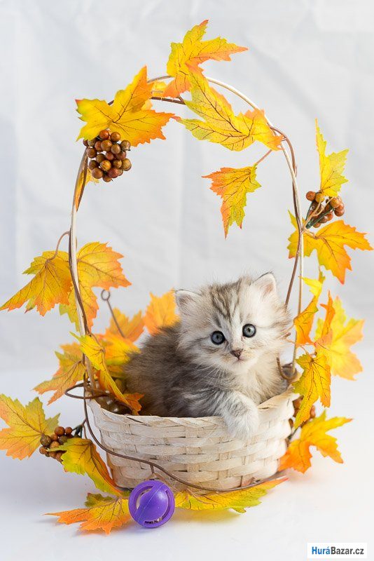 detailní fotografie