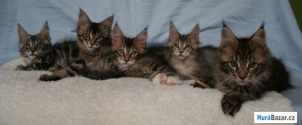 detailní fotografie