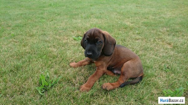 detailní fotografie