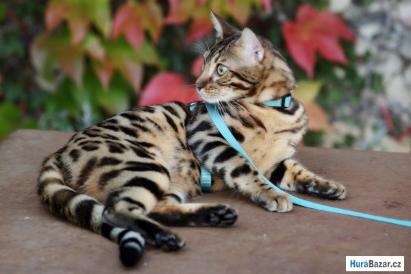 detailní fotografie