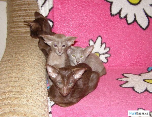 detailní fotografie