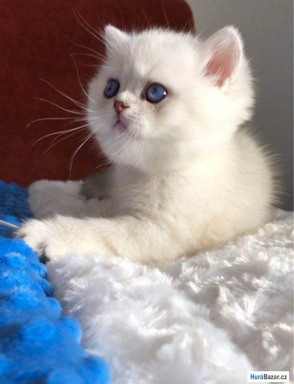 detailní fotografie