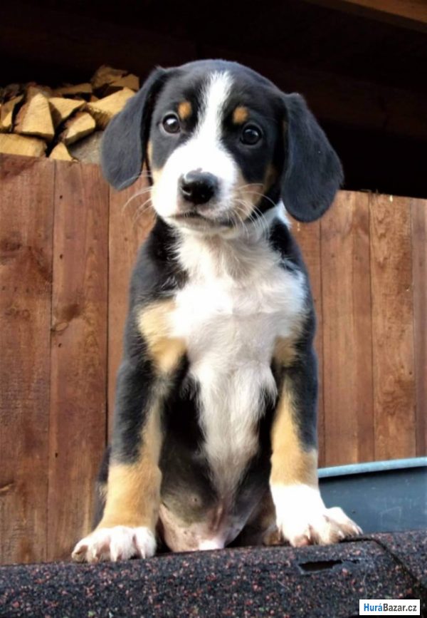 detailní fotografie