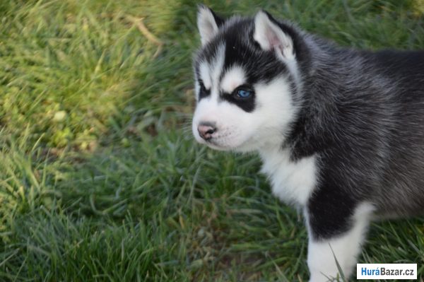 detailní fotografie