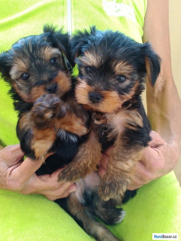 detailní fotografie