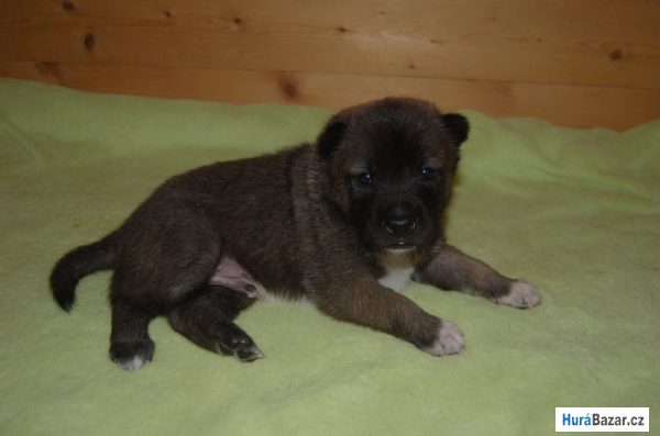 detailní fotografie