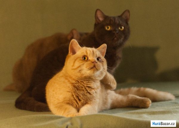 detailní fotografie