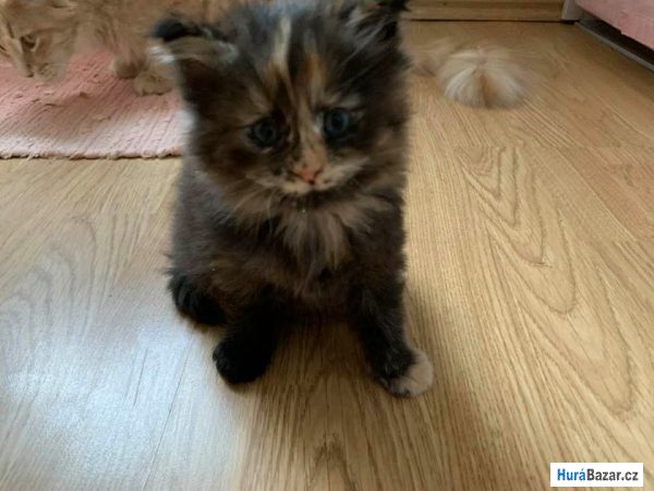 detailní fotografie