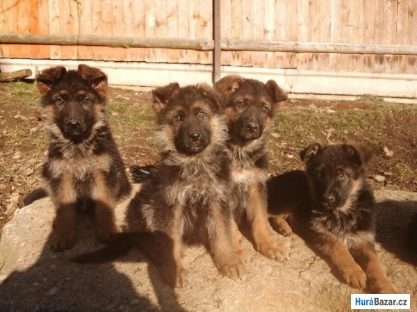 detailní fotografie