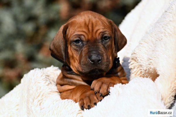 detailní fotografie