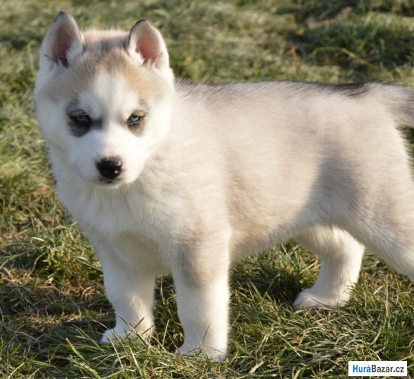 detailní fotografie