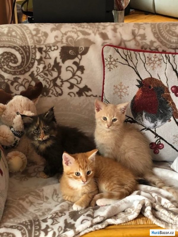 detailní fotografie