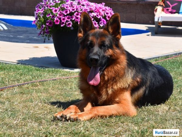 detailní fotografie