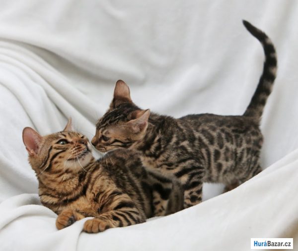 detailní fotografie