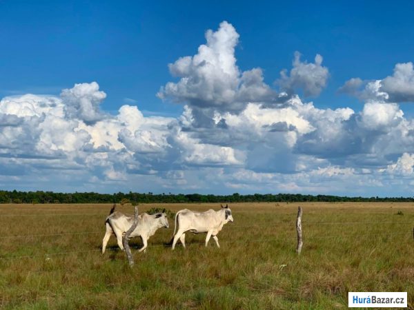 detailní fotografie