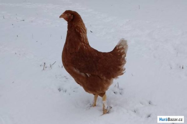 detailní fotografie