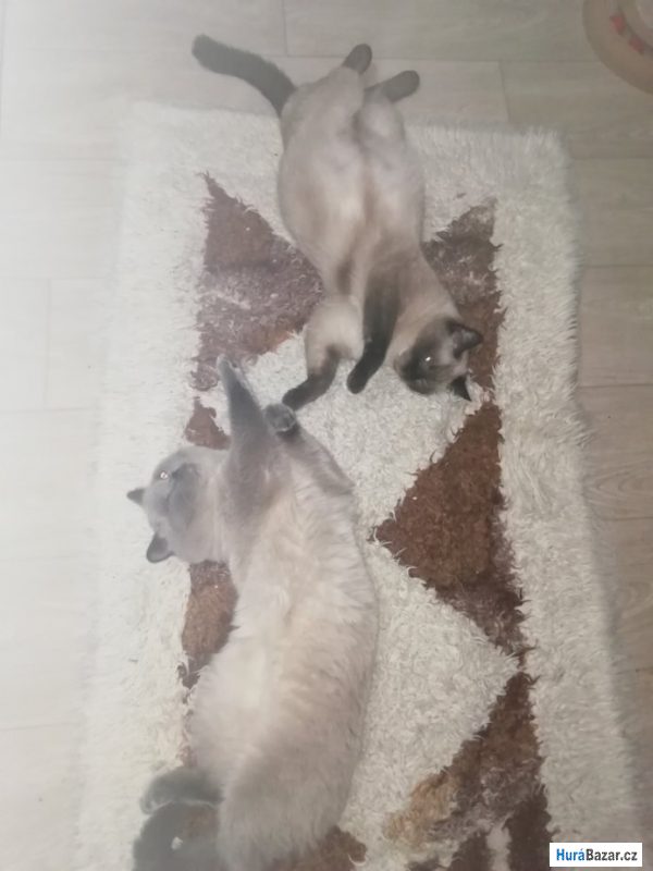 detailní fotografie