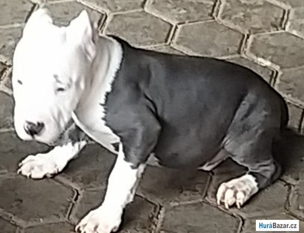 detailní fotografie