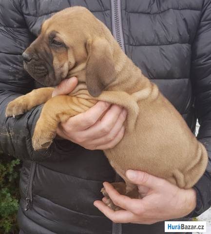 detailní fotografie