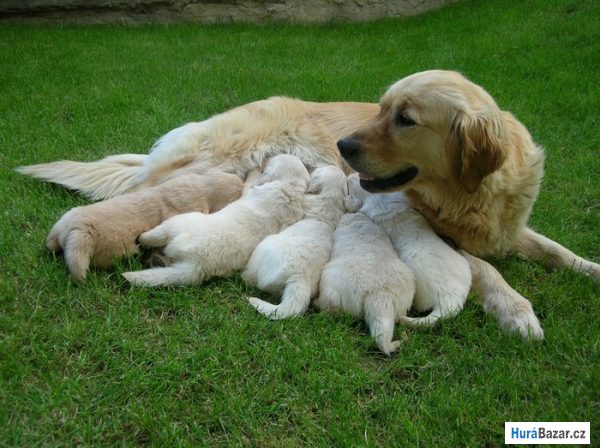 detailní fotografie