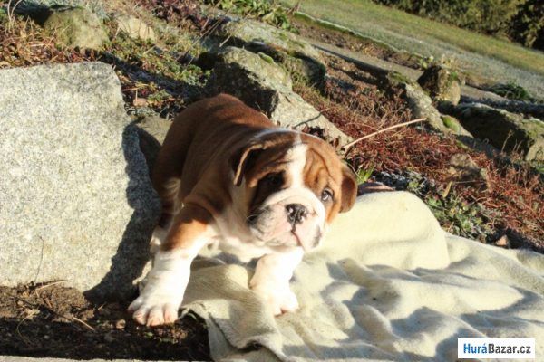 detailní fotografie