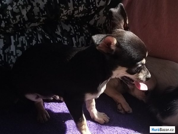 detailní fotografie