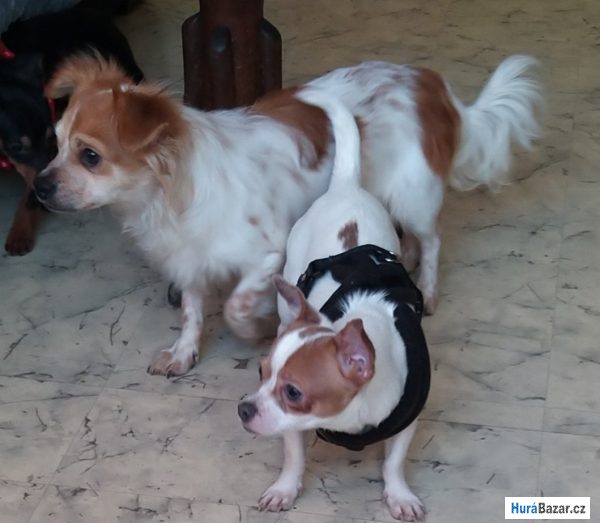 detailní fotografie