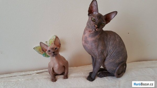 detailní fotografie