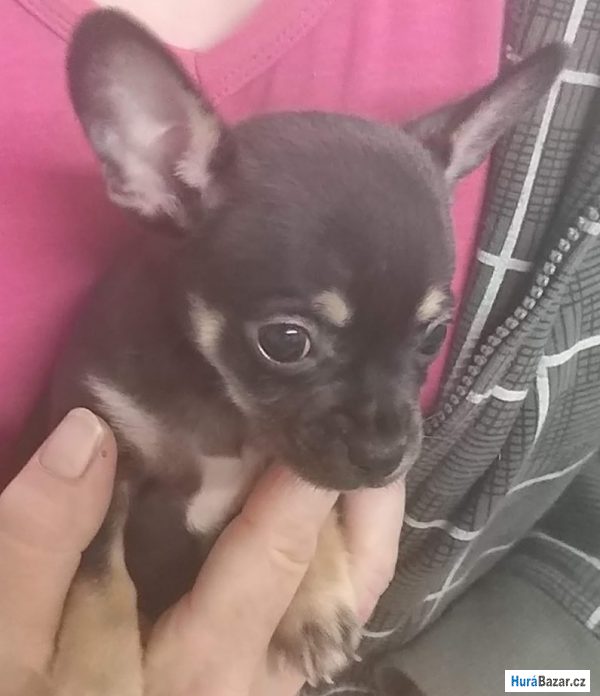 detailní fotografie