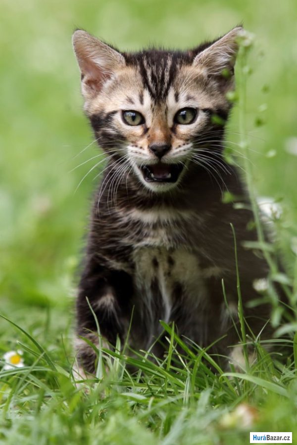 detailní fotografie