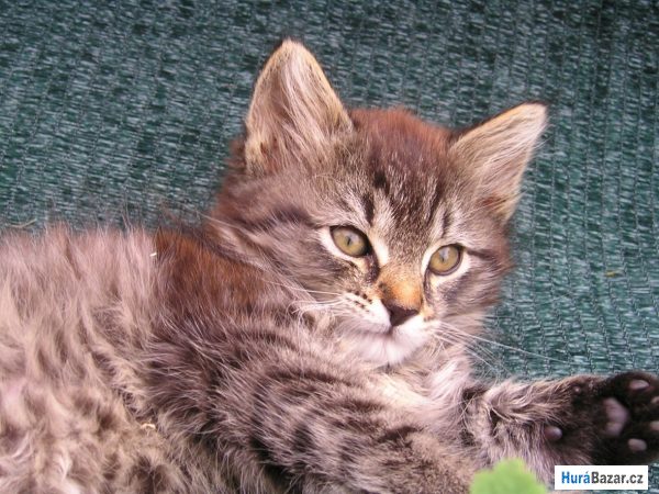 detailní fotografie