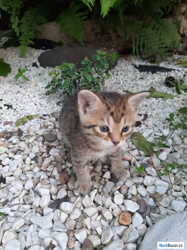 detailní fotografie