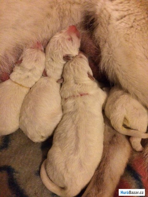 detailní fotografie