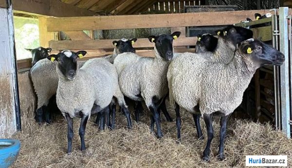 detailní fotografie