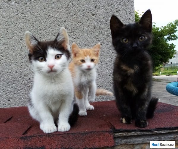 detailní fotografie