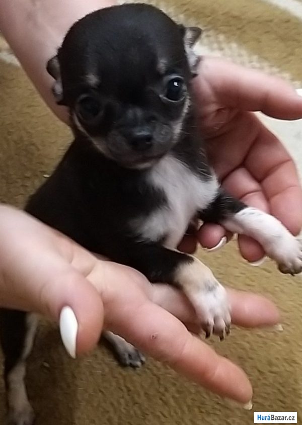 detailní fotografie