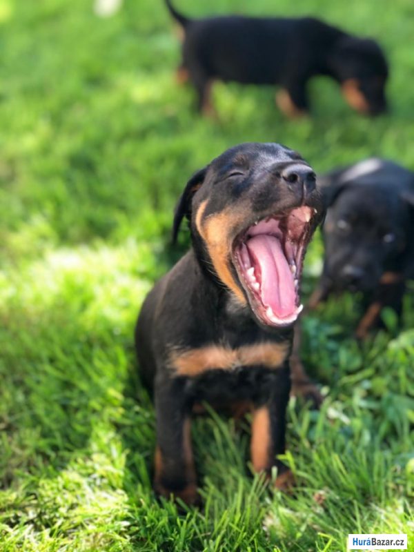 detailní fotografie