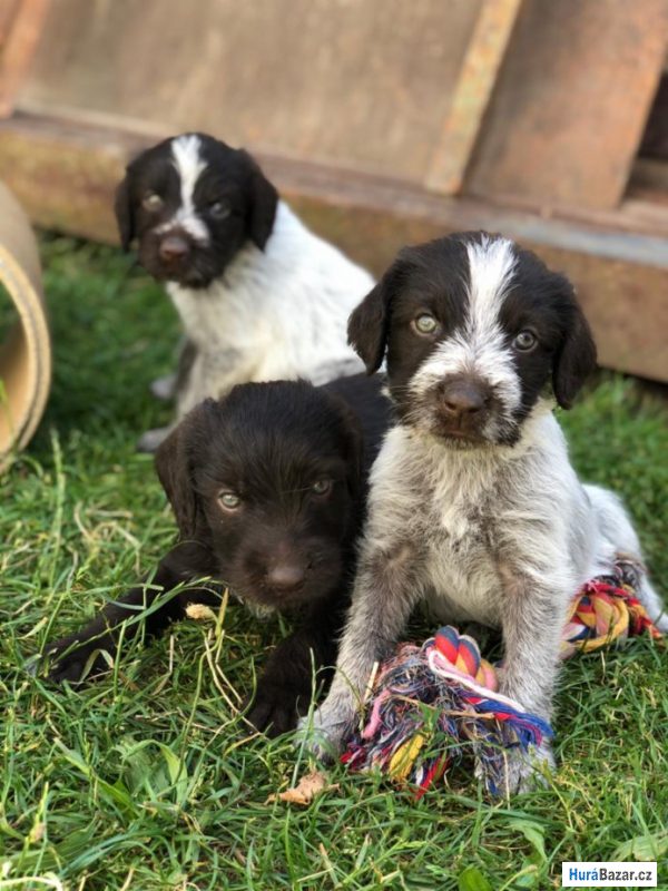 detailní fotografie