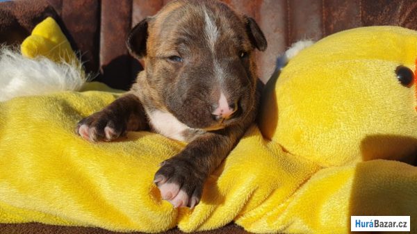 detailní fotografie