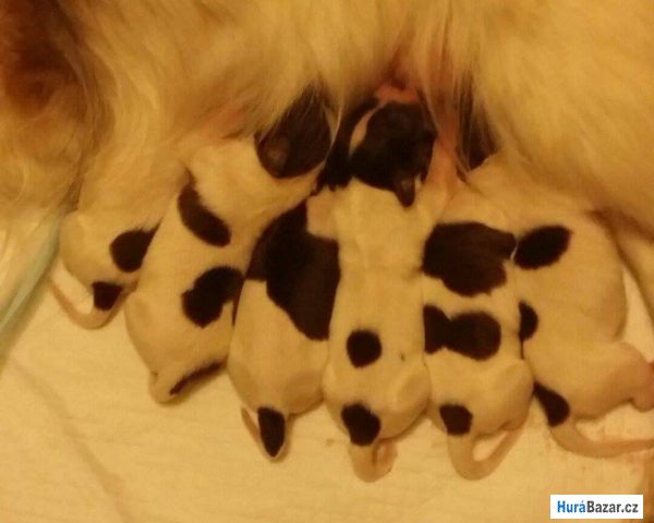 detailní fotografie