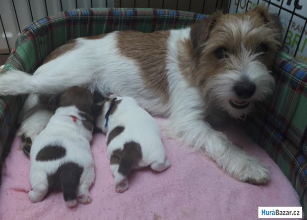 detailní fotografie