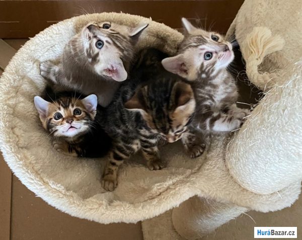 detailní fotografie