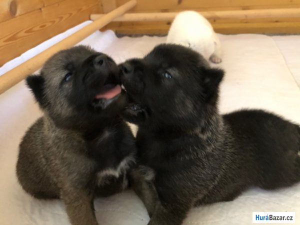 detailní fotografie